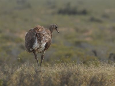 MAP: Lesser Rhea - Rhea pennata