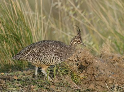  Elegant Crested Tinamou - Eudromia elegans