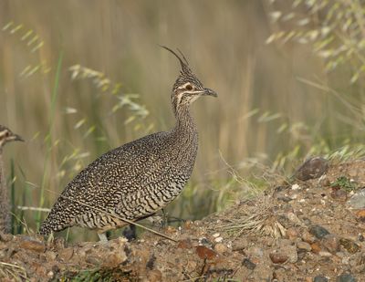  Elegant Crested Tinamou - Eudromia elegans