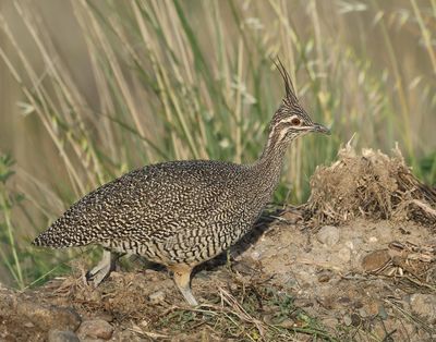  Elegant Crested Tinamou - Eudromia elegans