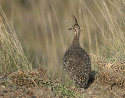  Elegant Crested Tinamou - Eudromia elegans