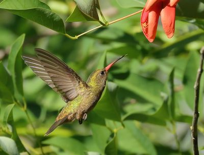 Trochilidae - Hummingbirds