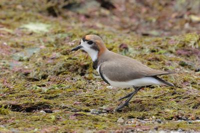 Two-banded Plover - Anarhynchus falklandicus