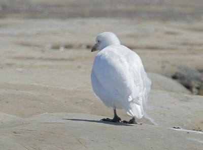 Snowy Sheathbill - Chionis albus 