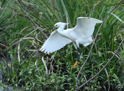 Snowy Egret - Egretta thula