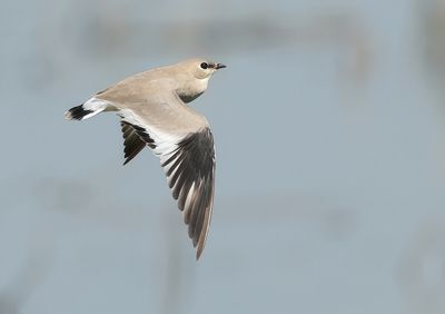 Small Pratincole - Glareola lactea