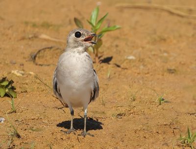 Small Pratincole - Glareola lactea