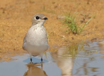 Small Pratincole - Glareola lactea