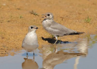 Small Pratincole - Glareola lactea