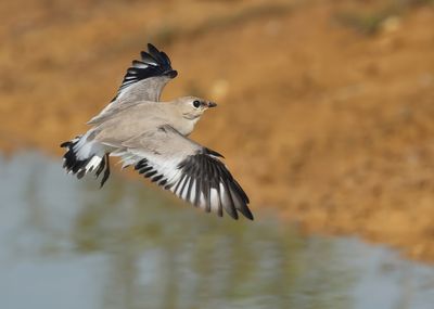 Glareolidae - Pratincoles