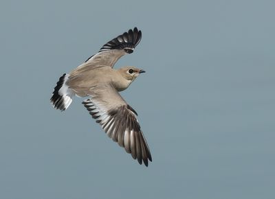 Small Pratincole - Glareola lactea