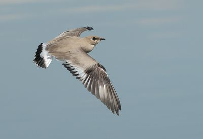 Small Pratincole - Glareola lactea