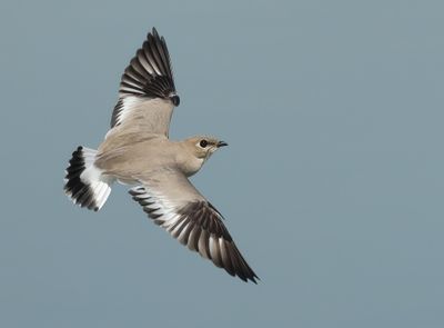 Small Pratincole - Glareola lactea