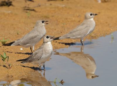 Small Pratincole - Glareola lactea