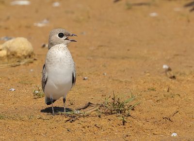 Small Pratincole - Glareola lactea