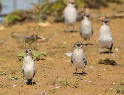 Small Pratincole - Glareola lactea