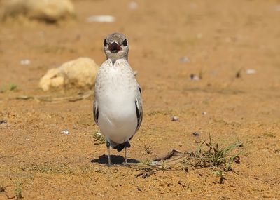 Small Pratincole - Glareola lactea