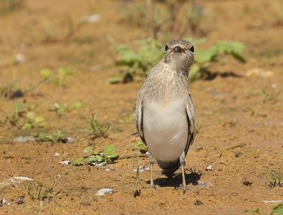 Small Pratincole - Glareola lactea