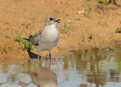 Small Pratincole - Glareola lactea