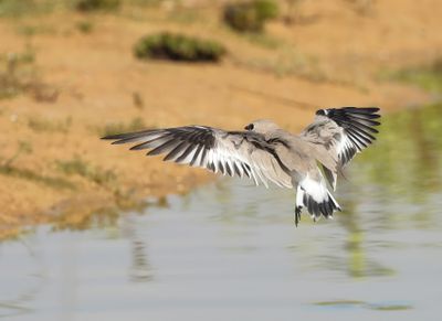 Small Pratincole - Glareola lactea