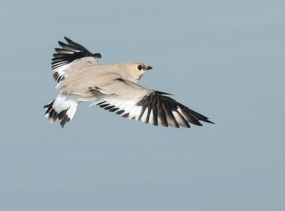 Small Pratincole - Glareola lactea