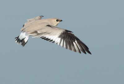 Small Pratincole - Glareola lactea