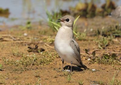 Small Pratincole - Glareola lactea