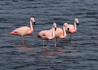 Chilean Flamingo - Phoenicopterus chilensis