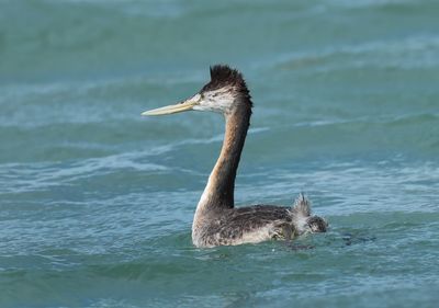 Great Grebe - Podiceps major