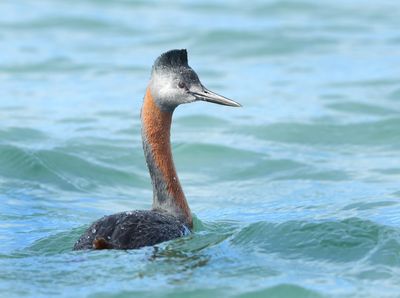 Great Grebe - Podiceps major