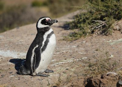Magellanic Penguin - Spheniscus magellanicus 