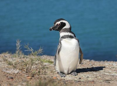 Magellanic Penguin - Spheniscus magellanicus 
