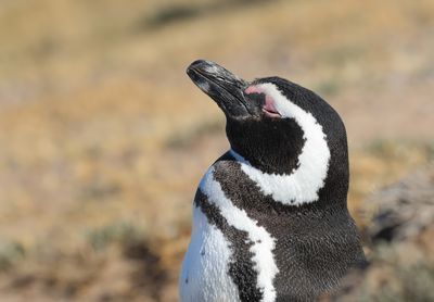 Magellanic Penguin - Spheniscus magellanicus 