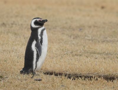 Magellanic Penguin - Spheniscus magellanicus 