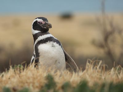 Magellanic Penguin - Spheniscus magellanicus 