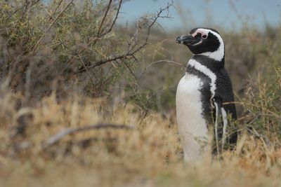 Magellanic Penguin - Spheniscus magellanicus 
