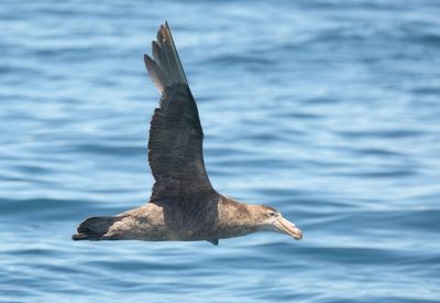 MAP: Southern Giant Petrel - Macronectes giganteus