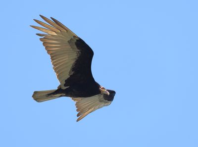 Lesser Yellow-headed Vulture - Cathartes burrovianus