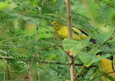 Common Iora - Aegithina tiphia