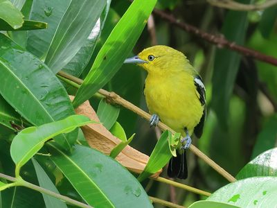 Common Iora - Aegithina tiphia