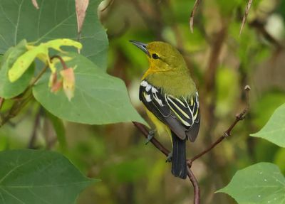 Common Iora - Aegithina tiphia