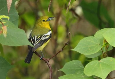 Common Iora - Aegithina tiphia