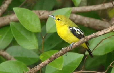 Common Iora - Aegithina tiphia