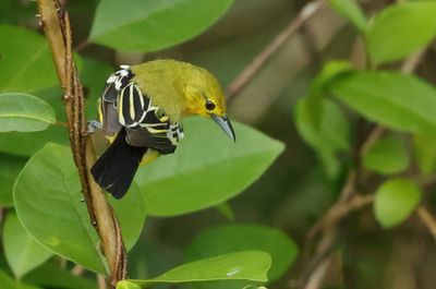 Common Iora - Aegithina tiphia