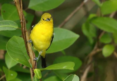 Common Iora - Aegithina tiphia