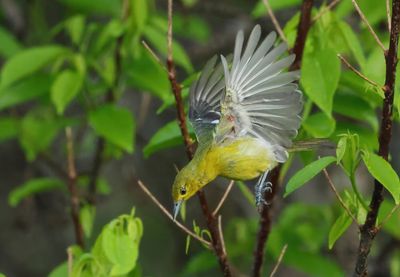 Common Iora - Aegithina tiphia