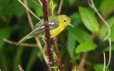 Common Iora - Aegithina tiphia