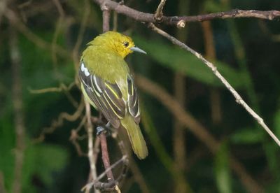 Common Iora - Aegithina tiphia