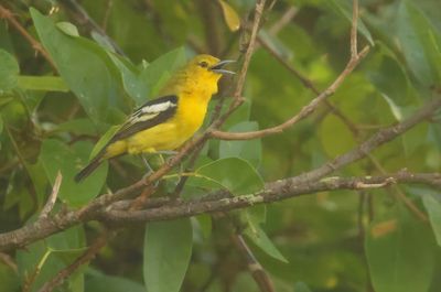 Common Iora - Aegithina tiphia