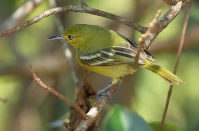 Common Iora - Aegithina tiphia